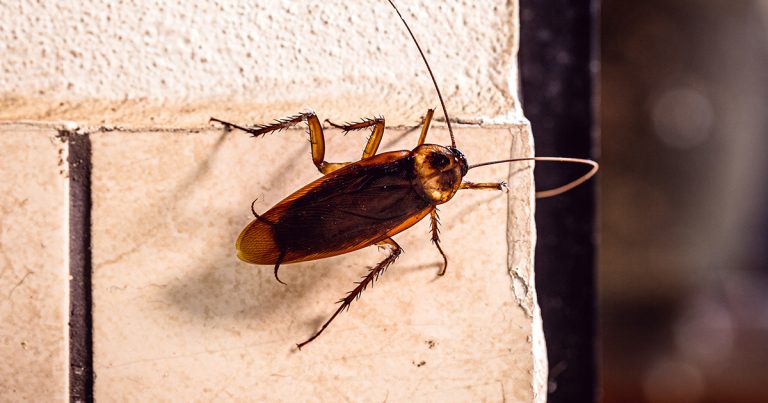 Au secours, j'ai des cafards de jardin qui rentrent dans la maison